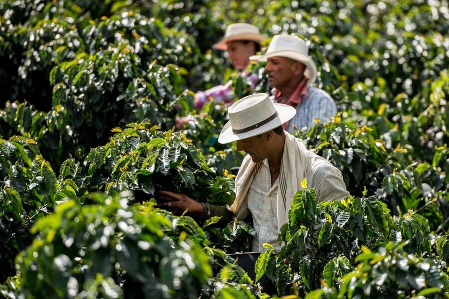Most complete COFFEE TOUR at local family farm - Private touring makes the four hours flexible