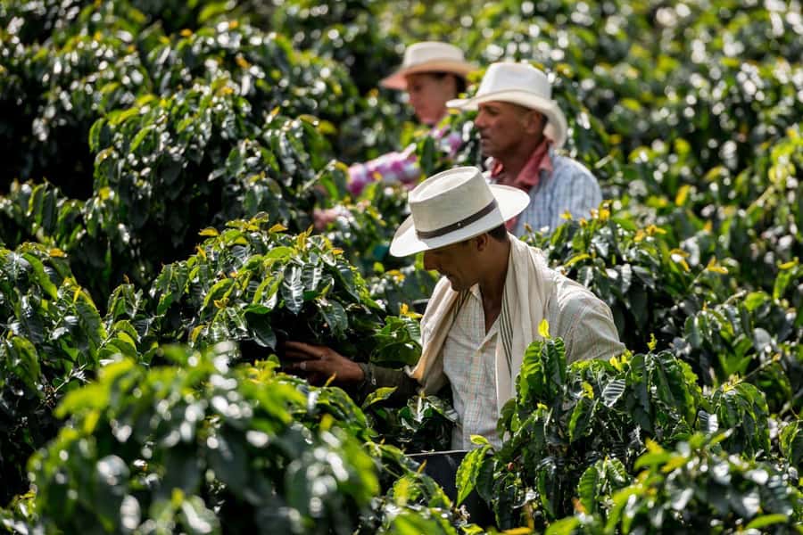Most complete COFFEE TOUR at local family farm - Practical advice before you book