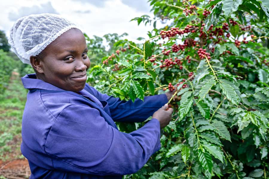 Nairobi: Coffee Factory and Farm Tour with Transfer - Key points to know before you go