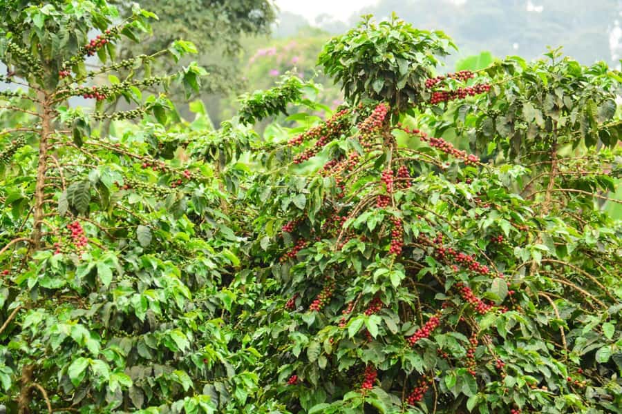 Nairobi: Coffee Factory and Farm Tour with Transfer - From coffee cherry to roasted bean