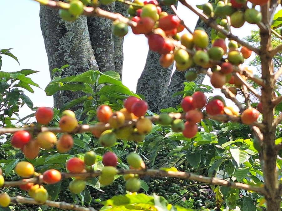 Nairobi: Coffee farm tour with pick up - Key points at a glance