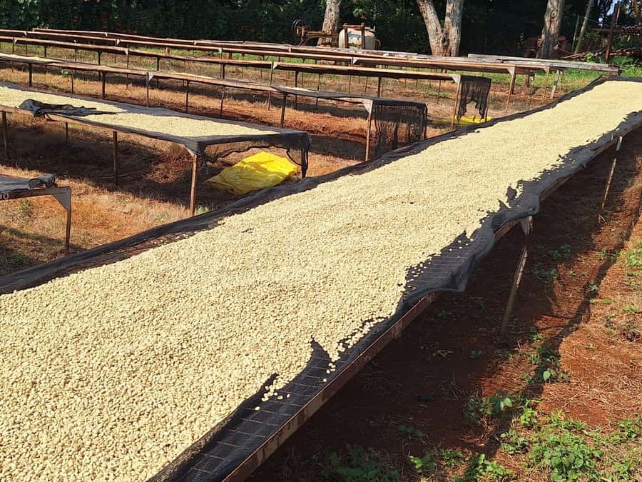Nairobi: Coffee farm tour with pick up - Tasting citrus, berry, and chocolate notes
