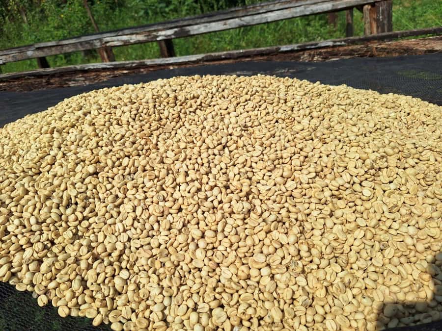 Nairobi: Coffee farm tour with pick up - The 9:00 AM pickup: useful, but confirm it