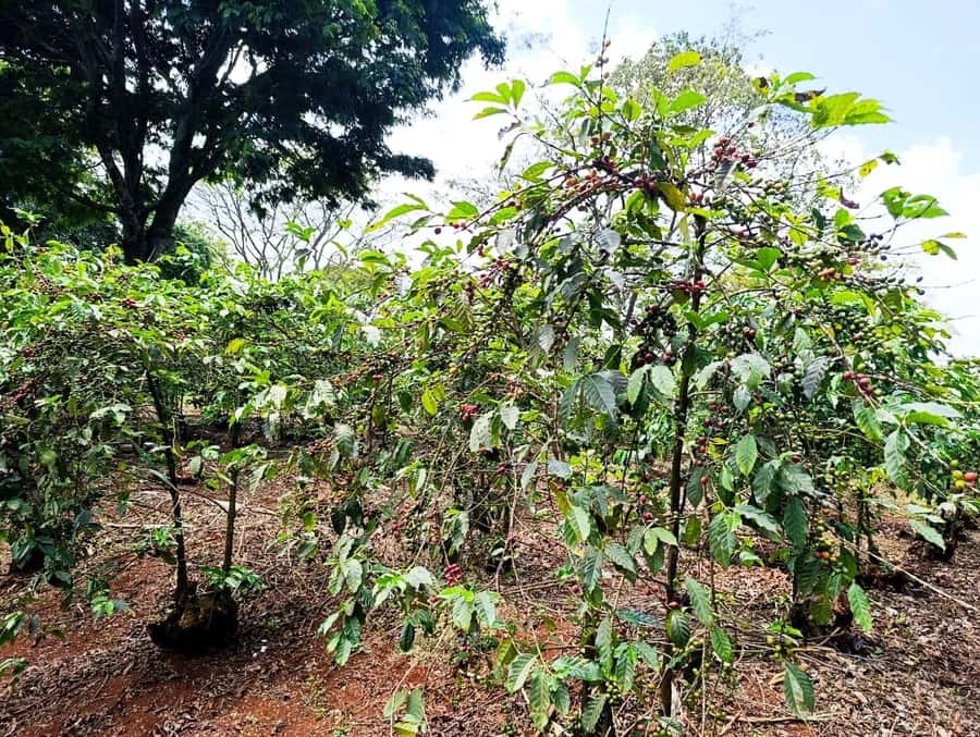 Nairobi: Fairview Coffee Estate Tour with Pickup - Key points at a glance