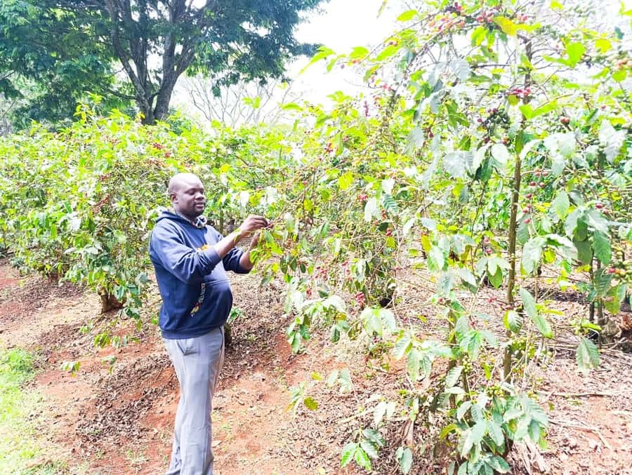 Nairobi: Fairview Coffee Estate Tour with Pickup - The firewood roasting workshop
