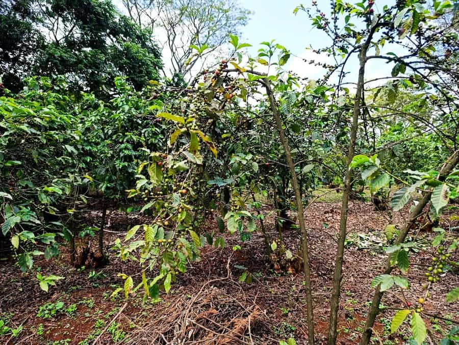 Nairobi: Fairview Coffee Estate Tour with Pickup - A final terrace break with local snacks