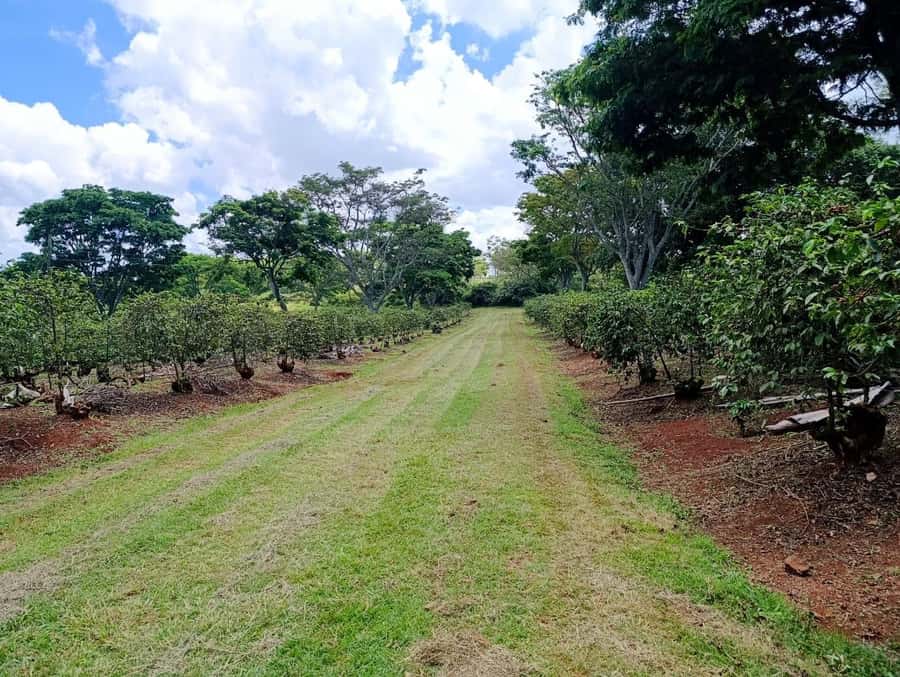 Nairobi: Fairview Coffee Estate Tour with Pickup - The transport warning you should take seriously