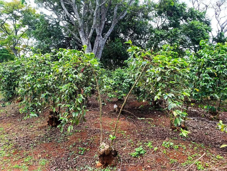 Nairobi: Fairview Coffee Estate Tour with Pickup - Who will enjoy Fairview most