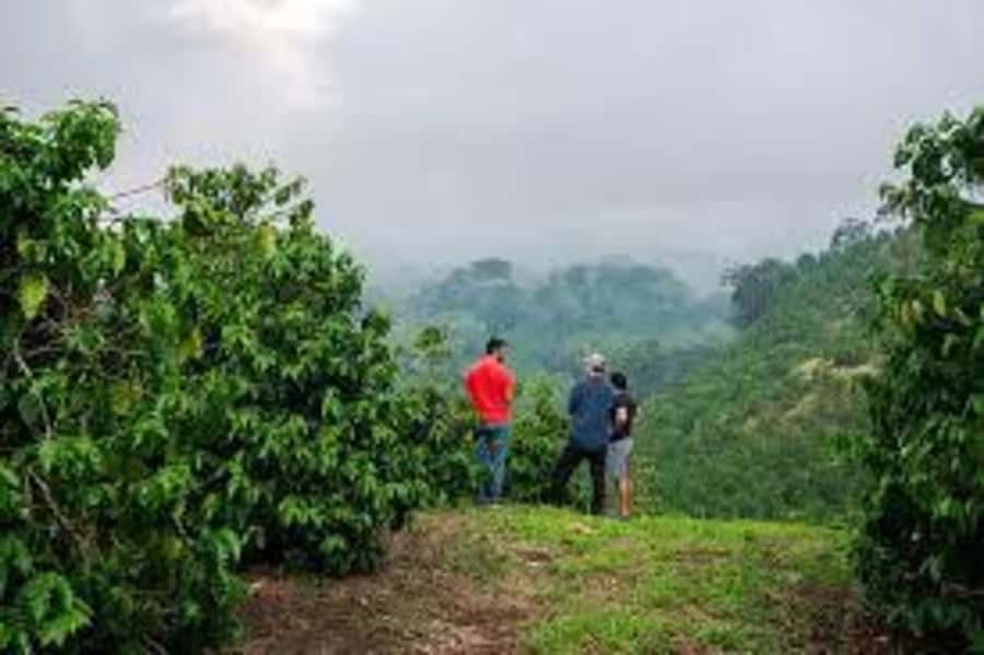 Nairobi: Fairview Coffee Estate Tour with Pickup - A Kenyan welcome with coffee and local treats