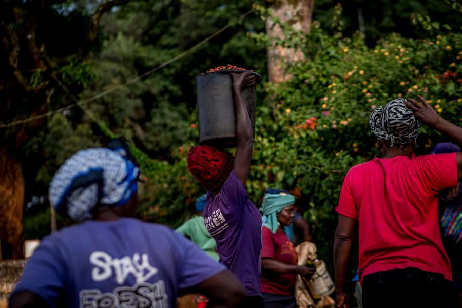 Nairobi: Guided Coffee Farm Tour with Tastings - Why this Nairobi coffee tour is worth your morning