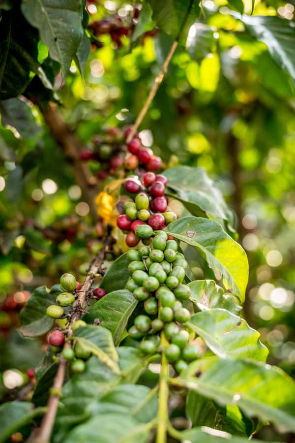 Nairobi: Guided Coffee Farm Tour with Tastings - Walking among coffee plants