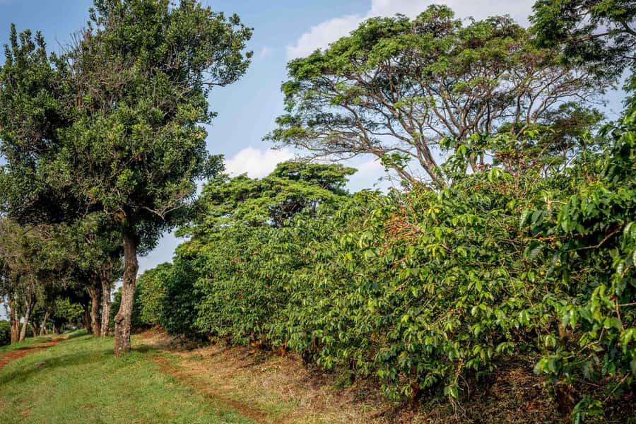 Nairobi: Guided Coffee Farm Tour with Tastings - From harvested cherry to coffee testing