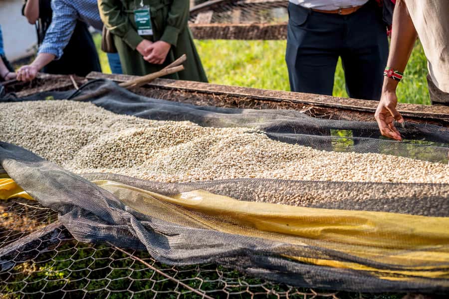 Nairobi: Guided Coffee Farm Tour with Tastings - Price, entry fees, and overall value