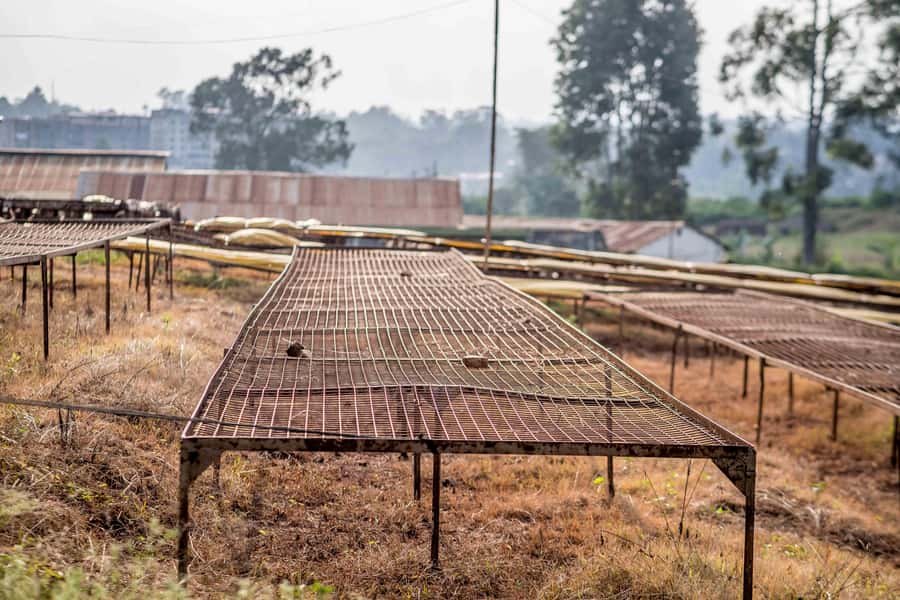Nairobi: Guided Coffee Farm Tour with Tastings - Six practical tips before you go