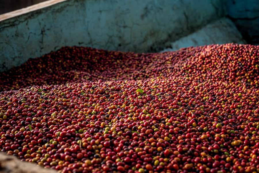 Nairobi: Guided Coffee Farm Tour with Tastings - Pickup from Nairobi and the ride to the farm