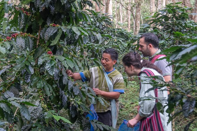 Off the Map Chiang Mai Jungle Coffee Trek Roast and Brew - Roasting your own beans over heat