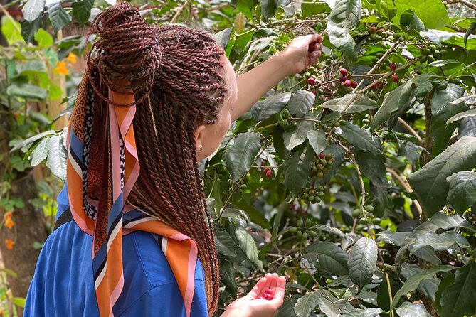 Organic Coffee Tour and Local Food Experience in Arusha - The strongest parts of the experience