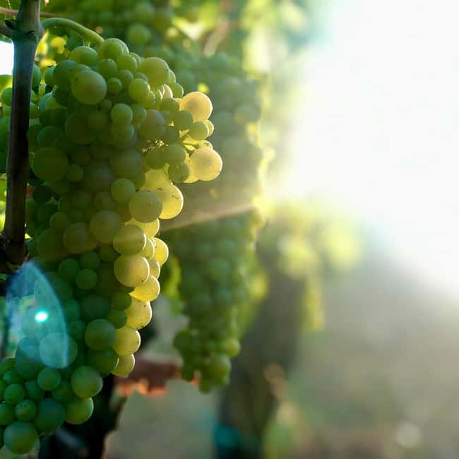 Orvieto: Classic Wine Tasting at Madonna del Latte - A seated tasting of four estate wines