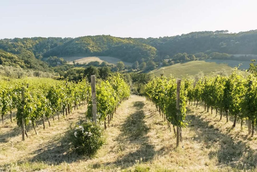 Orvieto: Classic Wine Tasting at Madonna del Latte - Who should book Madonna del Latte