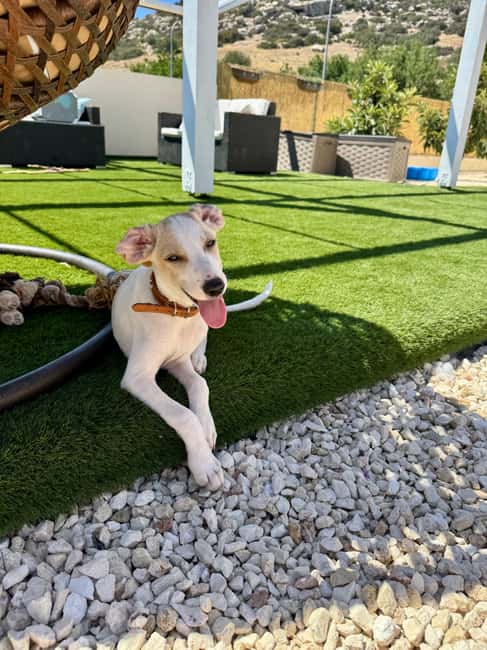 Paphos/ Peyia: Coffee, Cake, and Cuddles with Rescue Puppies - Why the $34 price can be worthwhile