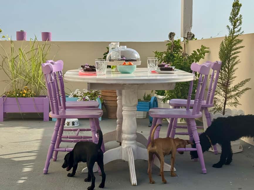 Paphos/ Peyia: Coffee, Cake, and Cuddles with Rescue Puppies - Who will enjoy this visit most