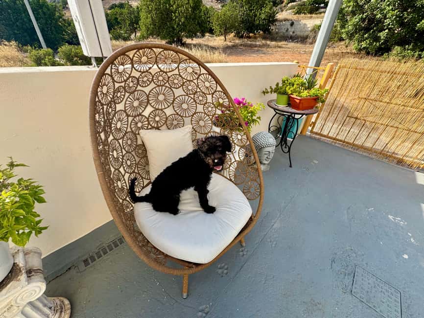 Paphos/ Peyia: Coffee, Cake, and Cuddles with Rescue Puppies - Tips for making the 90 minutes count