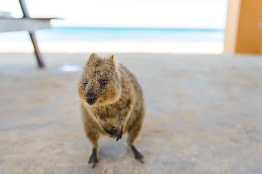 Perth: Rottnest Island Ferry, Bike, Coffee & Lobster Roll - Picking up your bike on Rottnest Island