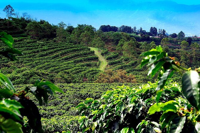 Poas Volcano + Coffee Plantations & La Paz Waterfall Gardens Trip from San Jose - Doka Coffee Estate: more than a cup of coffee