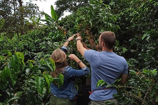 Private coffee tour near Medellín, from bean to cup. - From Medellín to a family farm in Sabaneta