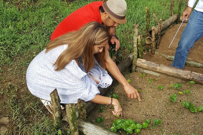 Private coffee tour near Medellín, from bean to cup. - Picking red coffee cherries on the hillside