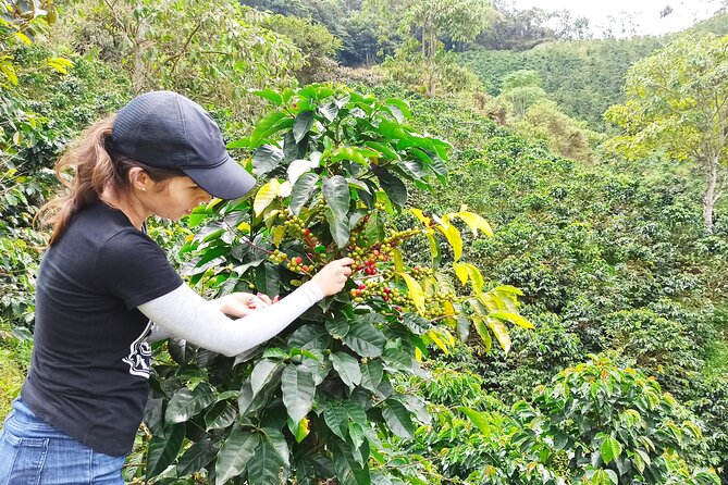 Private coffee tour near Medellín, from bean to cup. - Learning the coffee process beside the growers