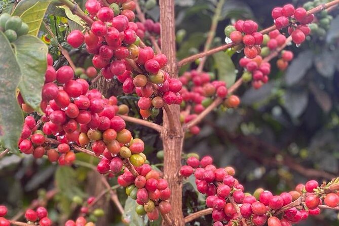 Private Half-Day Tour in Fairview Coffee Farm from Nairobi - Reaching Fairview from Nairobi at 8:30 a.m.