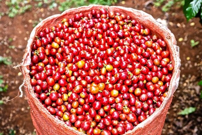 Private Half-Day Tour in Fairview Coffee Farm from Nairobi - Seeing how coffee becomes a finished product