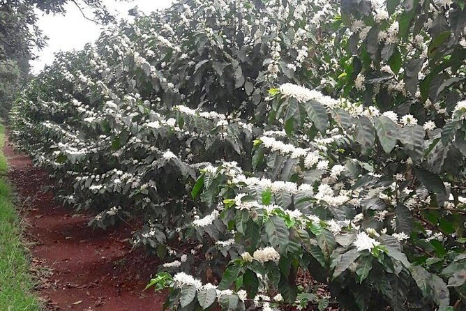 Private Half-Day Tour in Fairview Coffee Farm from Nairobi - Tasting Kenyan coffee at the estate