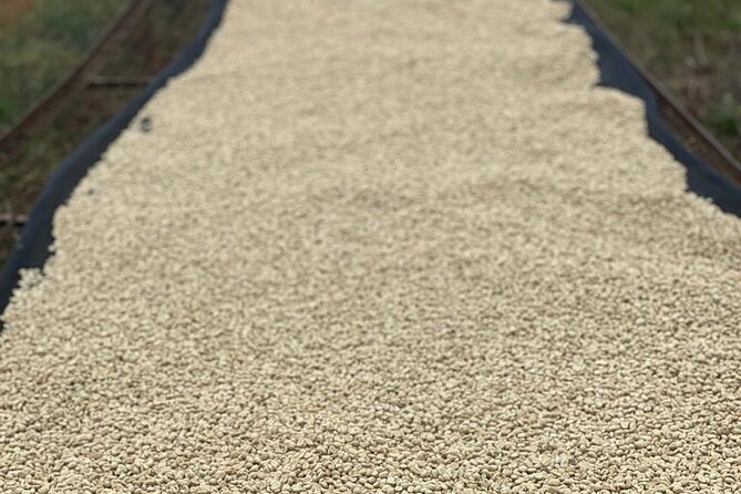 Private Half-Day Tour in Fairview Coffee Farm from Nairobi - Is $90 a fair price?