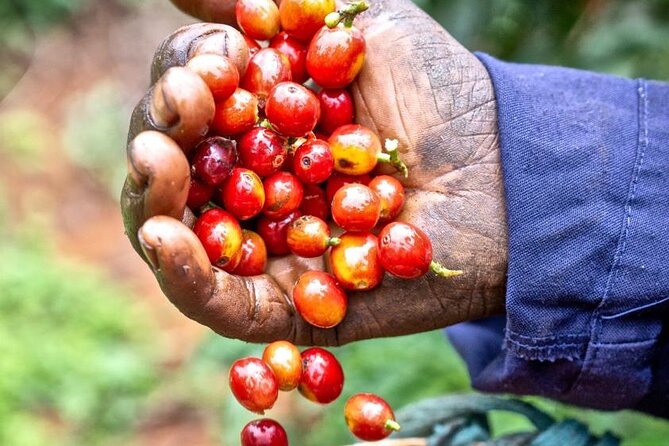Private Half-Day Tour in Fairview Coffee Farm from Nairobi - Walking from nursery to coffee trees