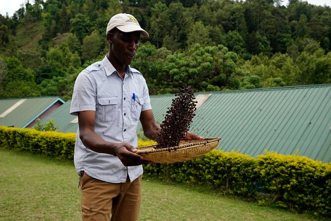 Private Meru Coffee Tour in Nkoaranga - From freshly roasted beans to your cup