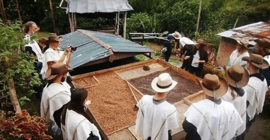Private Tour to Coffee Farm (farm of your choice) - The coffee lesson: useful, friendly, and not overcomplicated