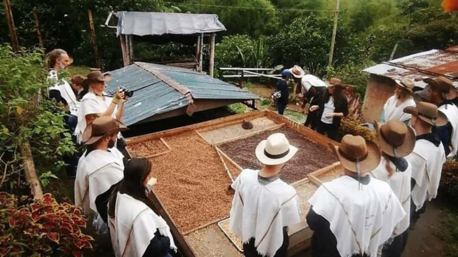 Private Tour to Coffee Farm (farm of your choice) - What the three-hour visit is likely to feel like