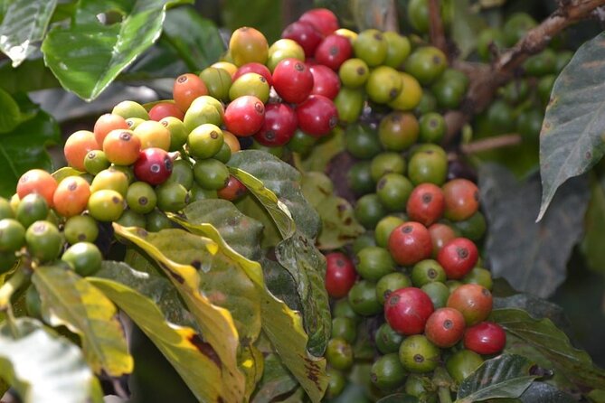 Private Tour to Fairview Coffee Farm in Nairobi with Pickup - Key Points Before You Book