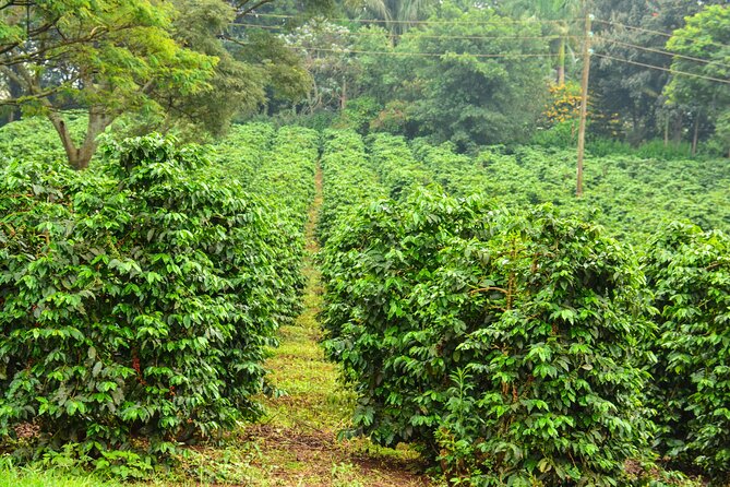 Private Tour to Fairview Coffee Farm in Nairobi with Pickup - Starting With Fairview’s Farm Story