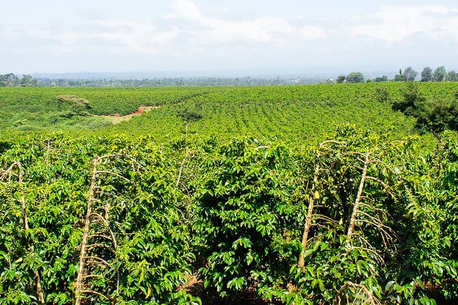 Private Tour to Fairview Coffee Farm in Nairobi with Pickup - Is $110 Per Person a Fair Price?