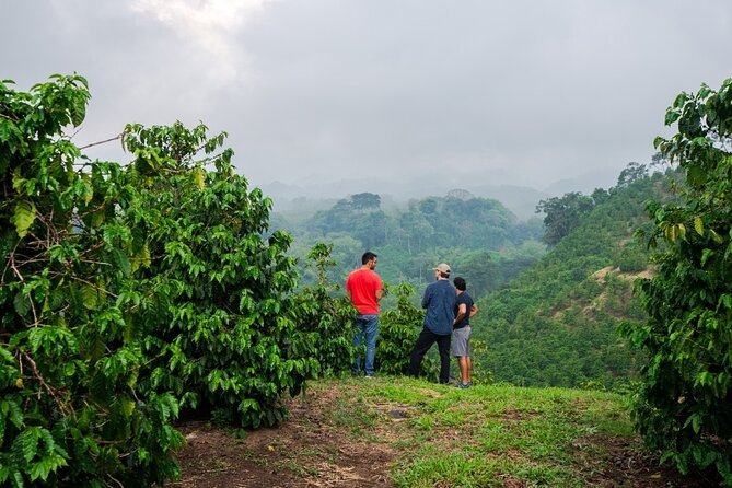 Private Tour to Fairview Coffee Farm in Nairobi with Pickup - Hotel Pickup and the Drive Out