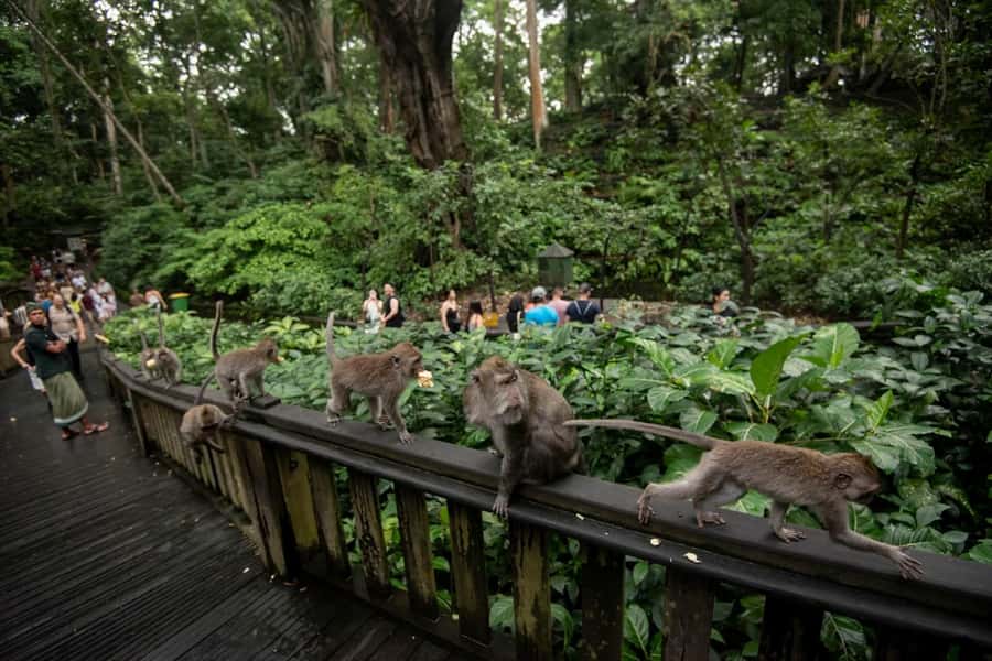 Private Ubud Tour: Sacred Monkeys, Coffee, Temple, Waterfall - Five stops that show off Ubud’s variety