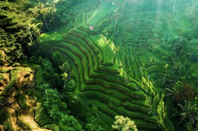 Private Ubud Tour: Sacred Monkeys, Coffee, Temple, Waterfall