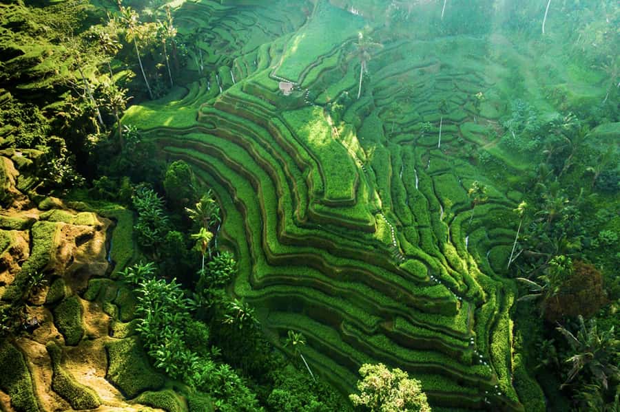 Private Ubud Tour: Sacred Monkeys, Coffee, Temple, Waterfall - Coffee tasting and Bali’s plantation culture