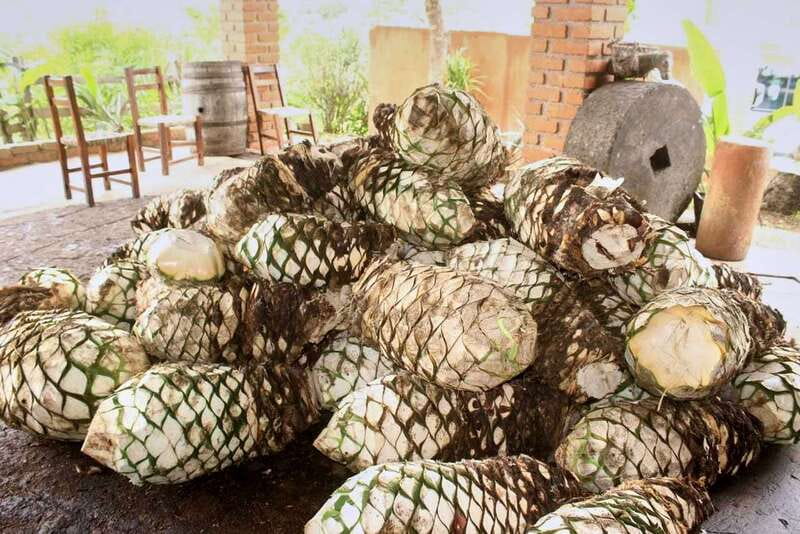 Puerto Vallarta: Botanical Gardens, Distillery & Coffee Tour - The organic coffee factory: useful, but brief