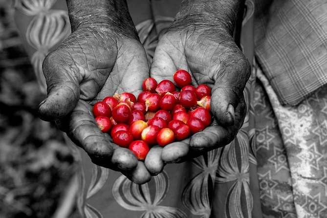 Rwandan Coffee Experience - Key points at a glance