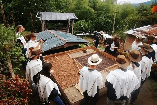 Salento and Cócora Tour plus Coffee Farm from Pereira or Armenia - Cocora Valley and its towering wax palms