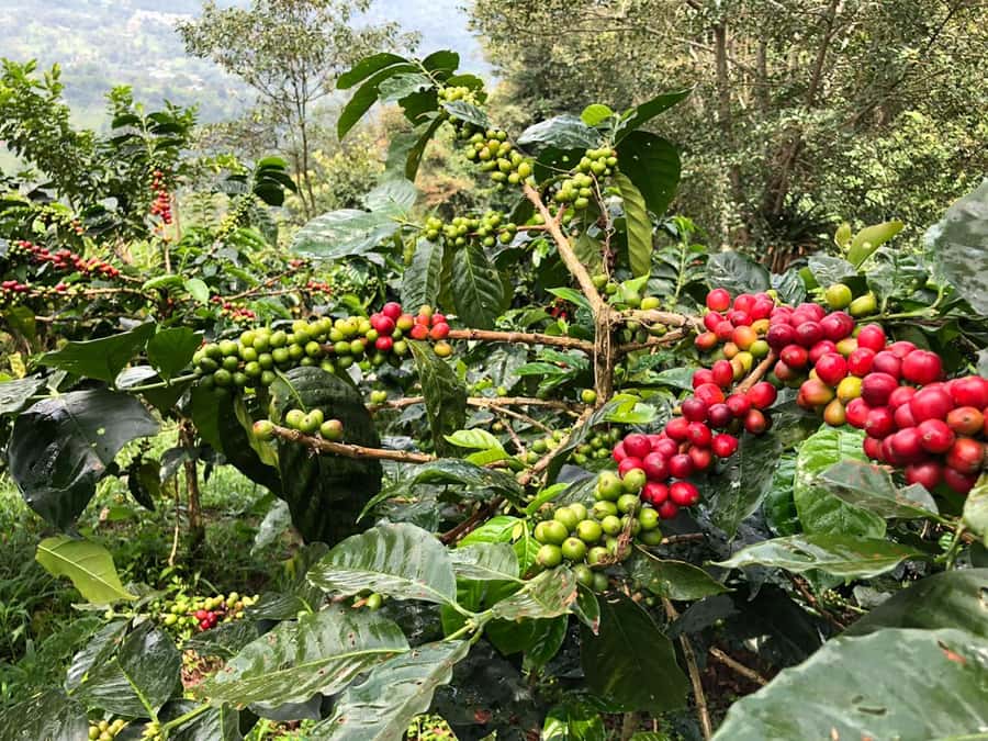 Salento: Coffee Farm Tour with Tasting - Should you book this coffee tour?